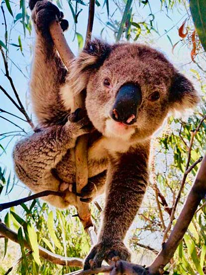 koala-raymond-island